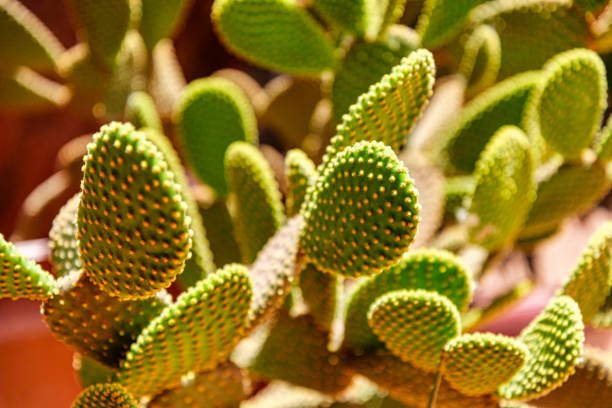 close up of cactus opuntia ficus indica (prickly pear). morocco, africa.